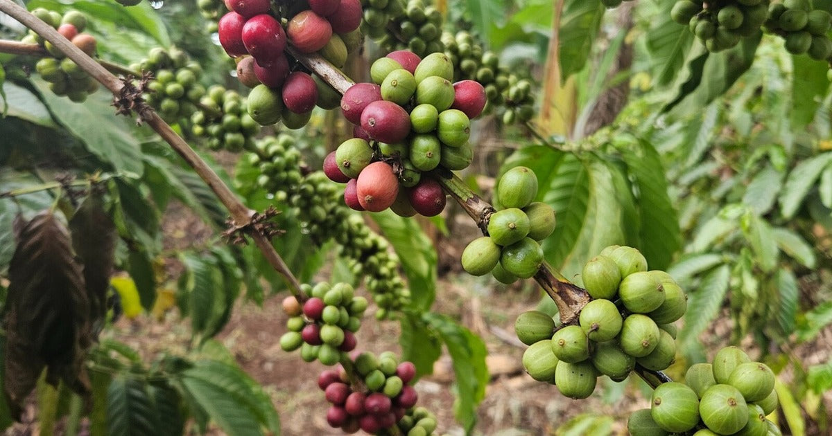Arabica vs Robusta: What’s the Difference?