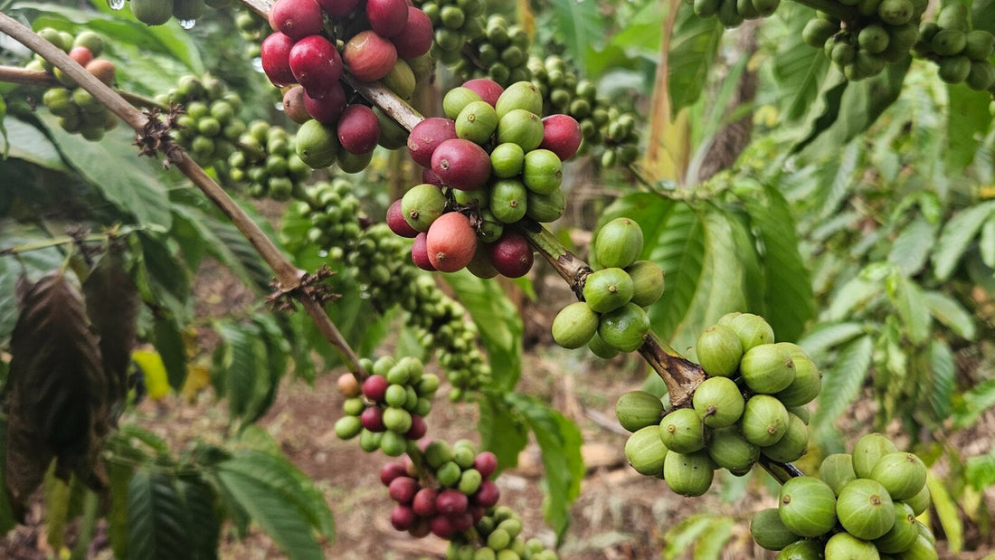 Arabica vs Robusta: What’s the Difference?